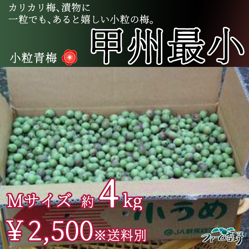 甲州最小【小粒梅】 4kg M 青梅