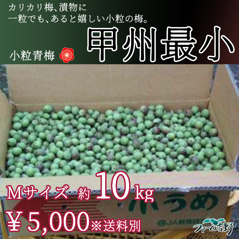 甲州最小【小粒梅】 10kg M 青梅
