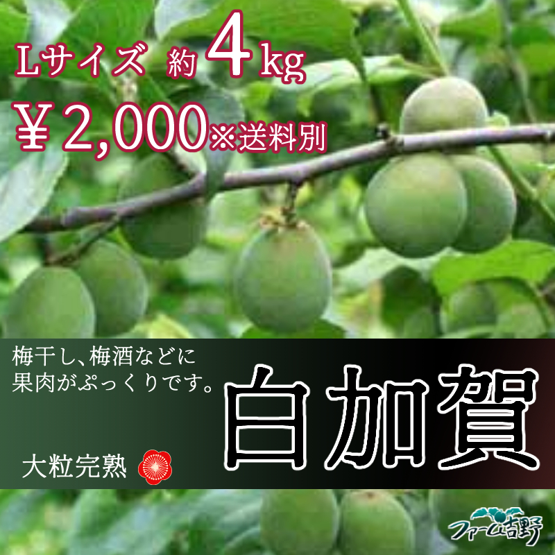 白加賀【大粒梅】 4kg L 完熟