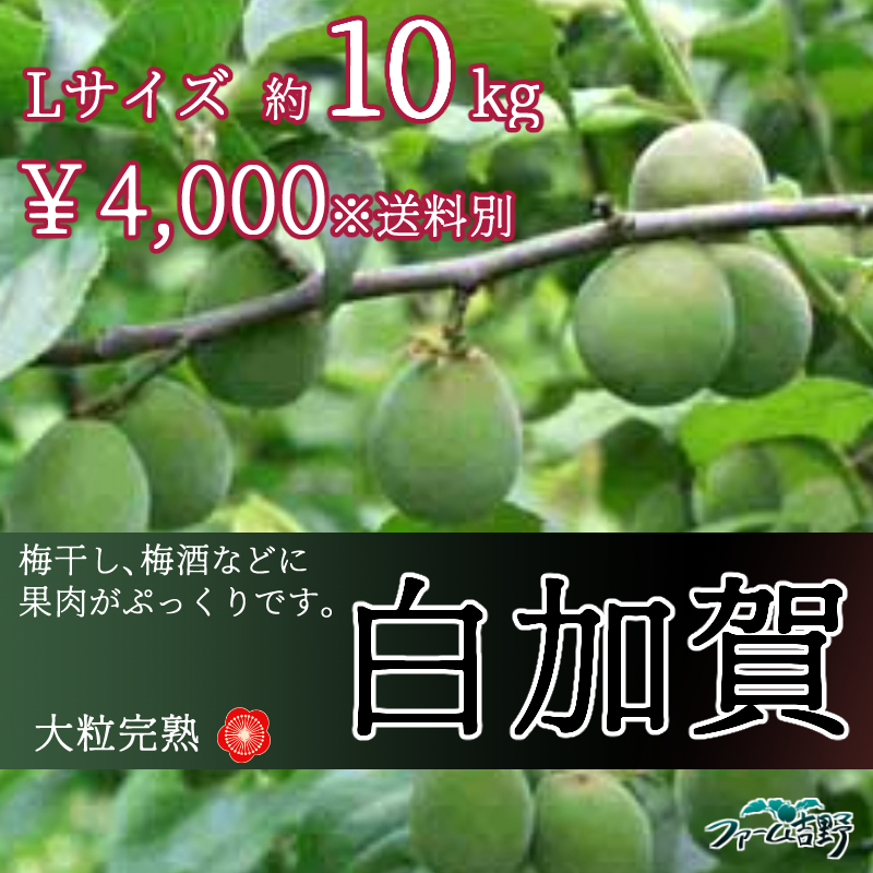 白加賀【大粒梅】 10kg L 完熟